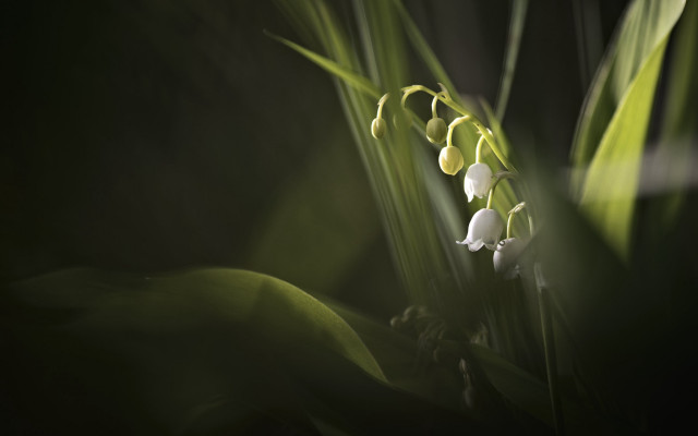 Flower closeup soft light macro free wallpaper - medium preview image