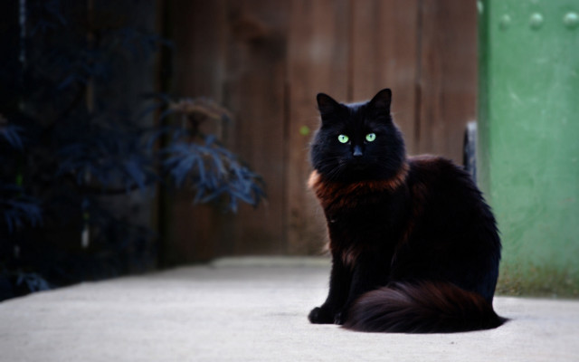 Black cat green eyes fence free wallpaper - medium preview image