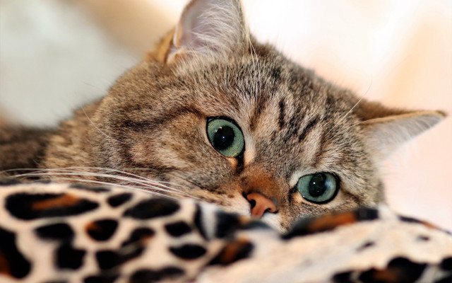 Curious green eyed cat leopard free wallpaper - medium preview image