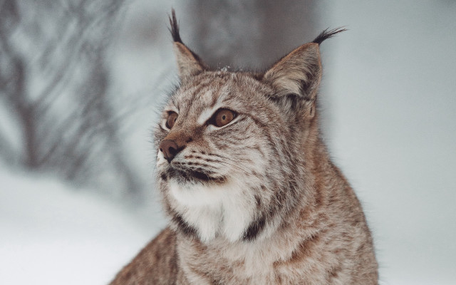 Cat snow portrait blurry nature free wallpaper - medium preview image