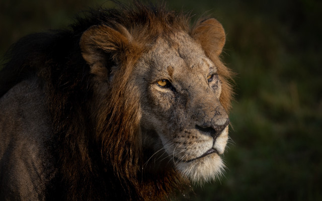 Lion mane brown face wildlife #3 free wallpaper - medium preview image