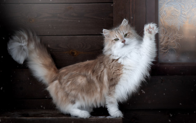 Fluffy cat heroic lion snowy free wallpaper - medium preview image