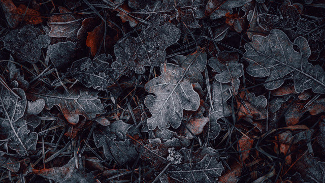 Leaves ground grass black background free wallpaper - medium preview image