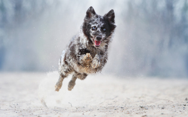 Dog snow running aurora shiba free wallpaper - medium preview image