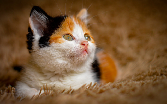 Surprised cat laying on carpet free wallpaper - medium preview image