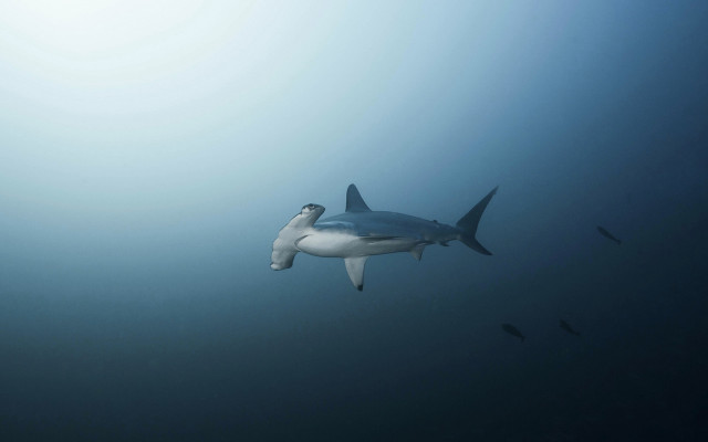 Shark diver ocean sunny figure free wallpaper - medium preview image
