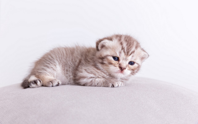 Small kitten white cushion blue free wallpaper - medium preview image