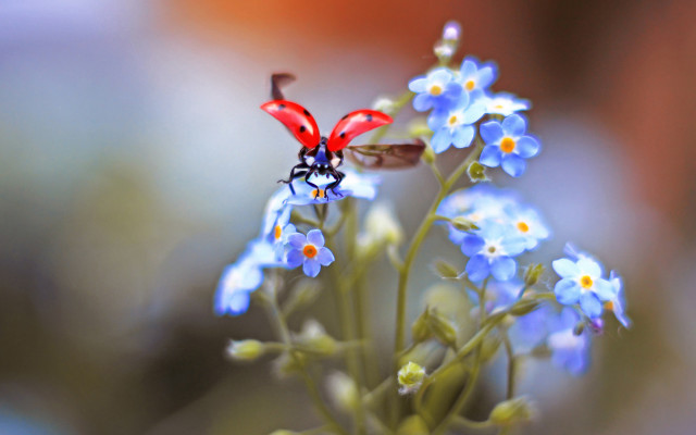 Red bug blue flower green free wallpaper - medium preview image