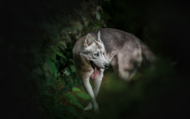 Dog holography portrait blurry outdoors free wallpaper - medium preview image