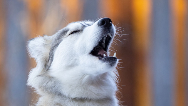 White dog open mouth sunset free wallpaper - medium preview image