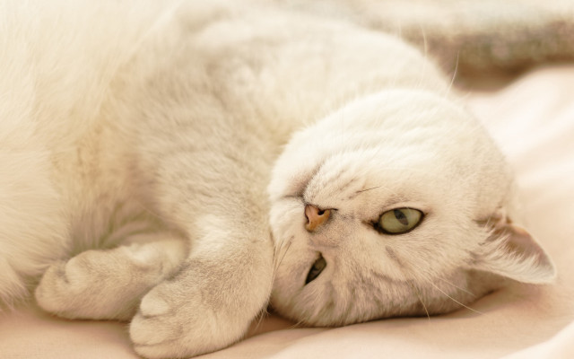 White cat laying on bed #2 free wallpaper - medium preview image