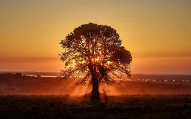 Tree sunset field clouds autumn free wallpaper - medium preview image