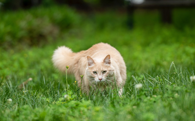 Cat grassy field blurry background #2 free wallpaper - medium preview image