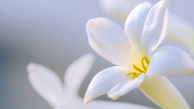 White flower yellow center macro #15 free wallpaper - medium preview image