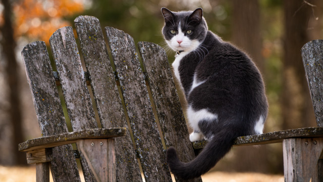 Black white cat wooden bench free wallpaper - medium preview image