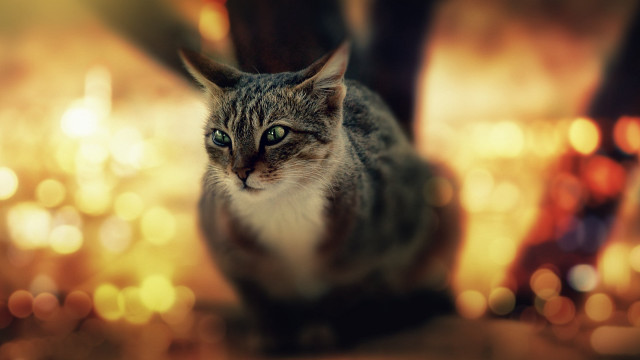 Cat bokeh green eyes tilt free wallpaper - medium preview image