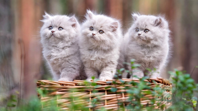 Three kittens basket woods cute free wallpaper - medium preview image