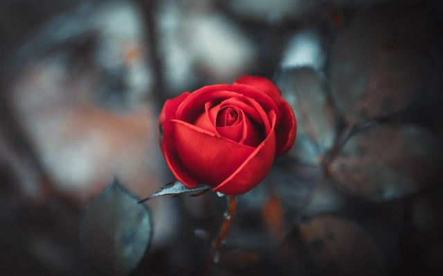 Red rose green stem blurry free wallpaper - medium preview image