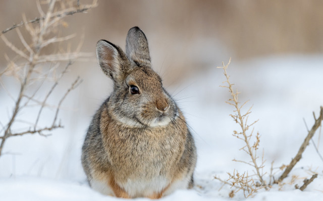 Rabbit snowy winter curious beatrix free wallpaper - medium preview image