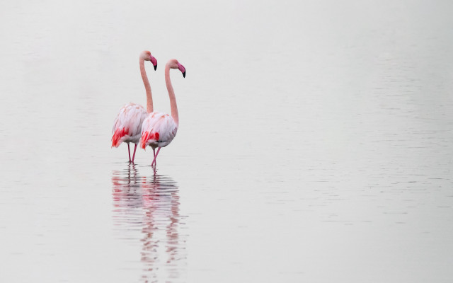 Flamingos foggy water ballet dress free wallpaper - medium preview image