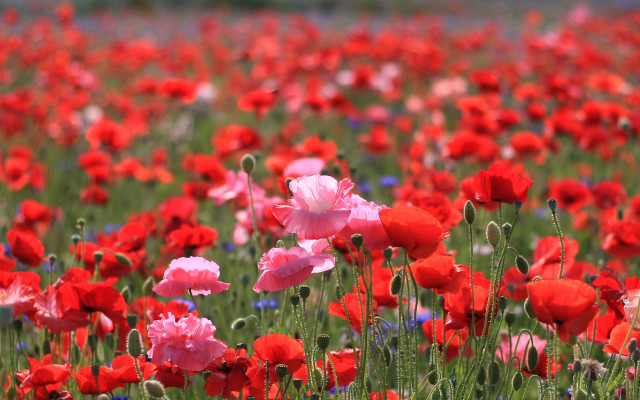 Flower field impressionist bouquet nature free wallpaper - medium preview image