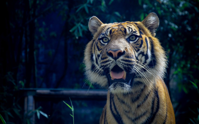 Tiger standing open mouth bamboo free wallpaper - medium preview image
