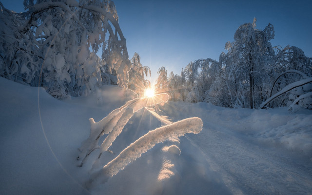 Sunshine trees winter mountain forest free wallpaper - medium preview image
