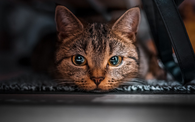 Cat blue eyes on floor free wallpaper - medium preview image