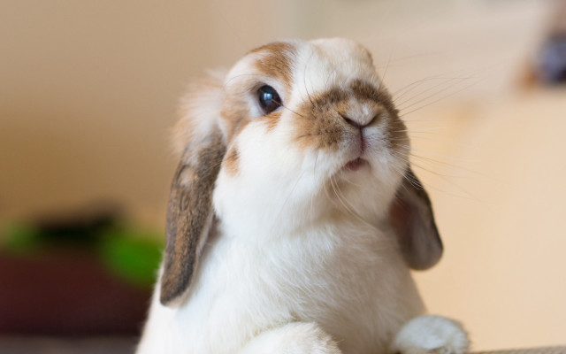 Rabbit table wall chair stuffed free wallpaper - medium preview image