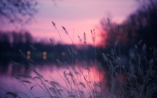 Blurry lake sunset grass branch free wallpaper - medium preview image