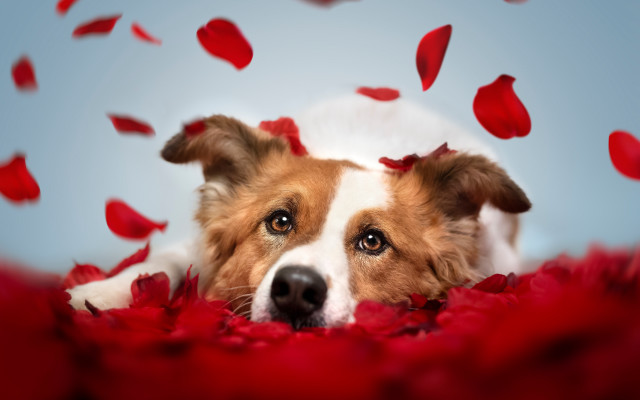 Dog red rug petals falling free wallpaper - medium preview image