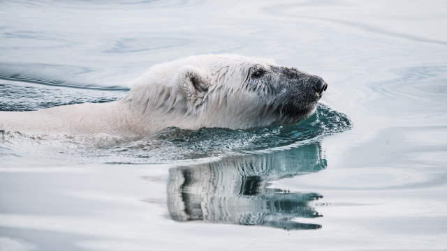 Polar bear reflection ecological art free wallpaper - medium preview image