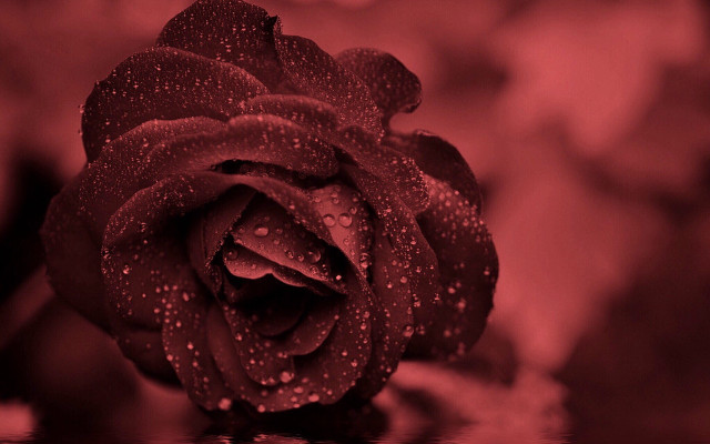 Red rose water droplets neo free wallpaper - medium preview image