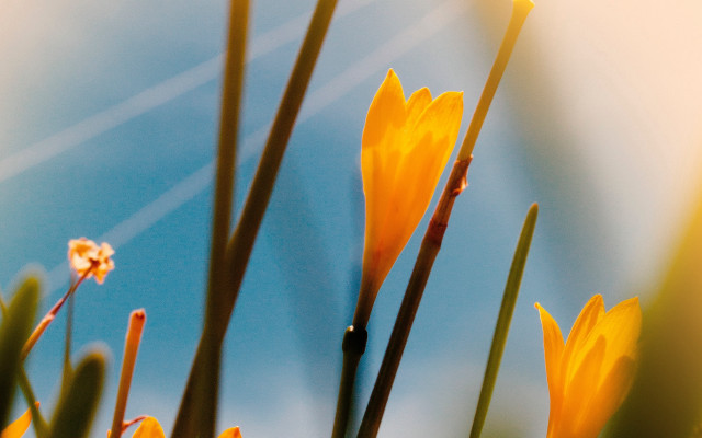 Yellow flowers blue sky shallow free wallpaper - medium preview image