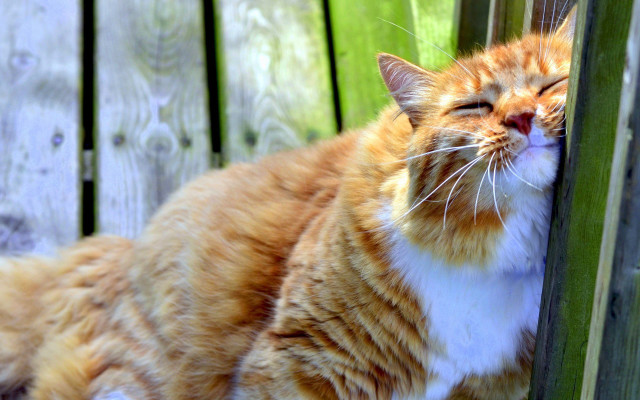 Cat laying wooden bench green free wallpaper - medium preview image