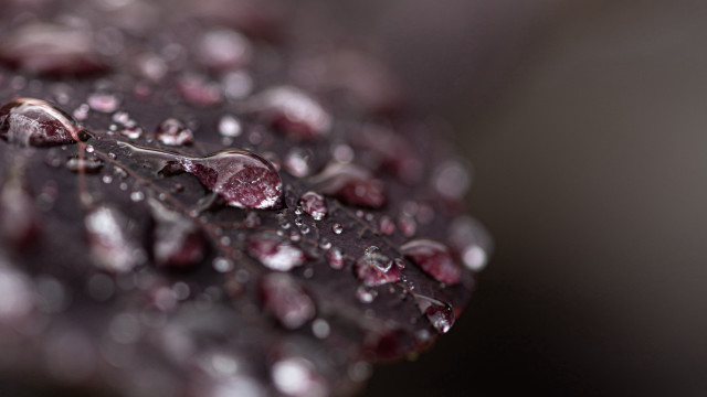Leaf water drops macro bokeh free wallpaper - medium preview image