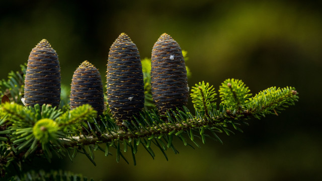 Pine cones branch green needles free wallpaper - medium preview image