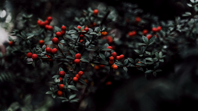 Bush red berries green leaves #4 free wallpaper - medium preview image