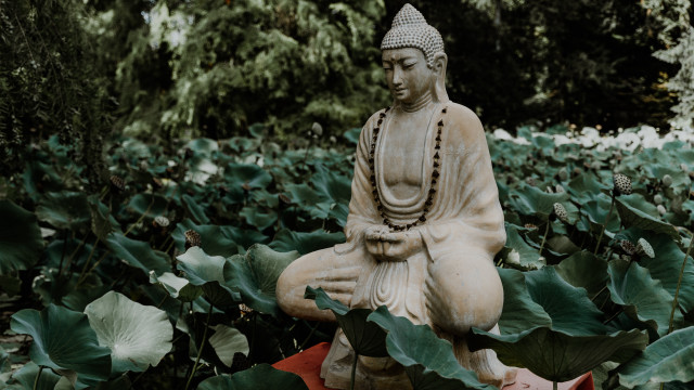 Buddha lotus field trees red free wallpaper - medium preview image