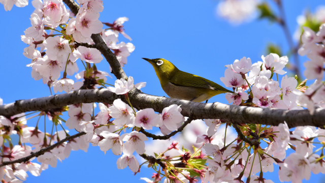 Bird branch pink flowers blue free wallpaper - medium preview image