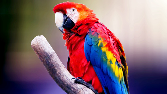 Colorful parrot forest branches fauvism free wallpaper - medium preview image