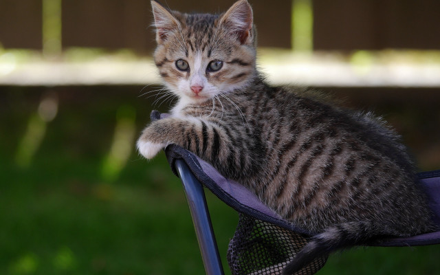 Kitten chair grass paw cat free wallpaper - medium preview image