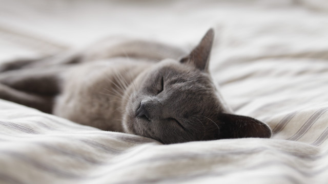 Cat sleeping bed blurry florianne free wallpaper - medium preview image