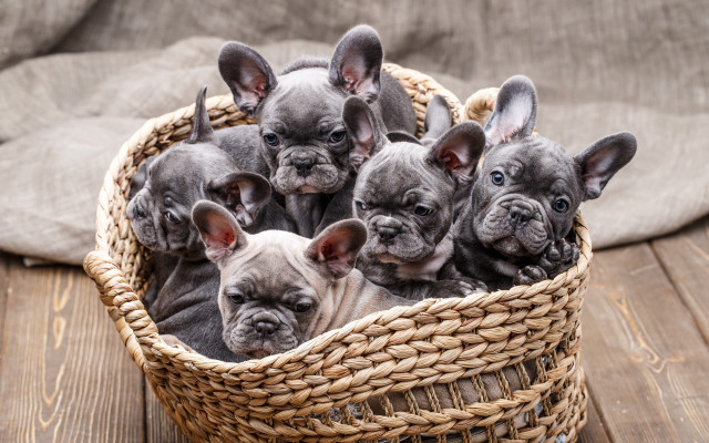Puppies basket wooden table pillow free wallpaper - medium preview image