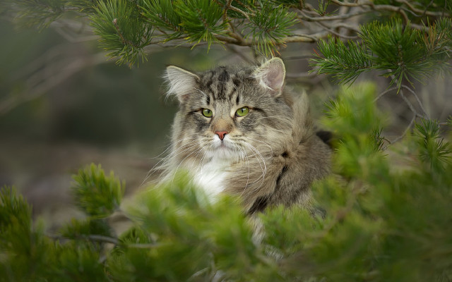 Sad cat in tree green free wallpaper - medium preview image