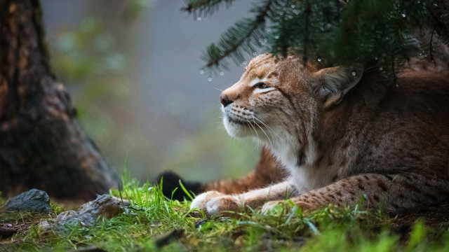 Small cat laying grass tree free wallpaper - medium preview image