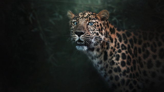 Leopard blue eyes dark forest free wallpaper - medium preview image