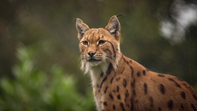 Cat closeup blurry background trees #2 free wallpaper - medium preview image