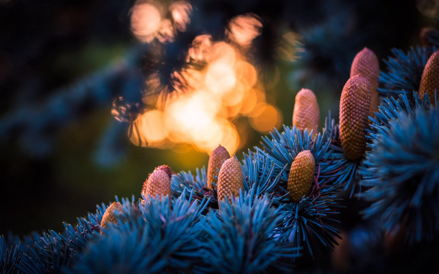 Pine tree bokeh fireworks sunflower free wallpaper - medium preview image