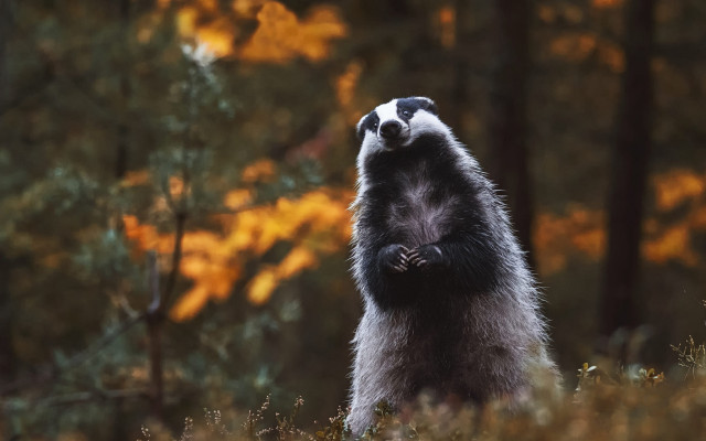 Raccoon crossed arms sky rayonism free wallpaper - medium preview image